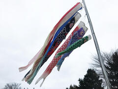 20250430-0501_Koinobori.JPG