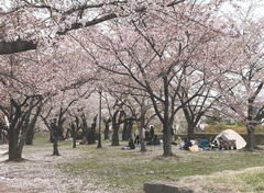 20250513_Ohanami.JPG
