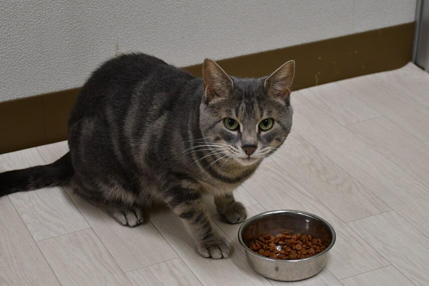 ネコがごはんを残す理由を解明 ―同じ餌でも匂いを変えると再び食べる―