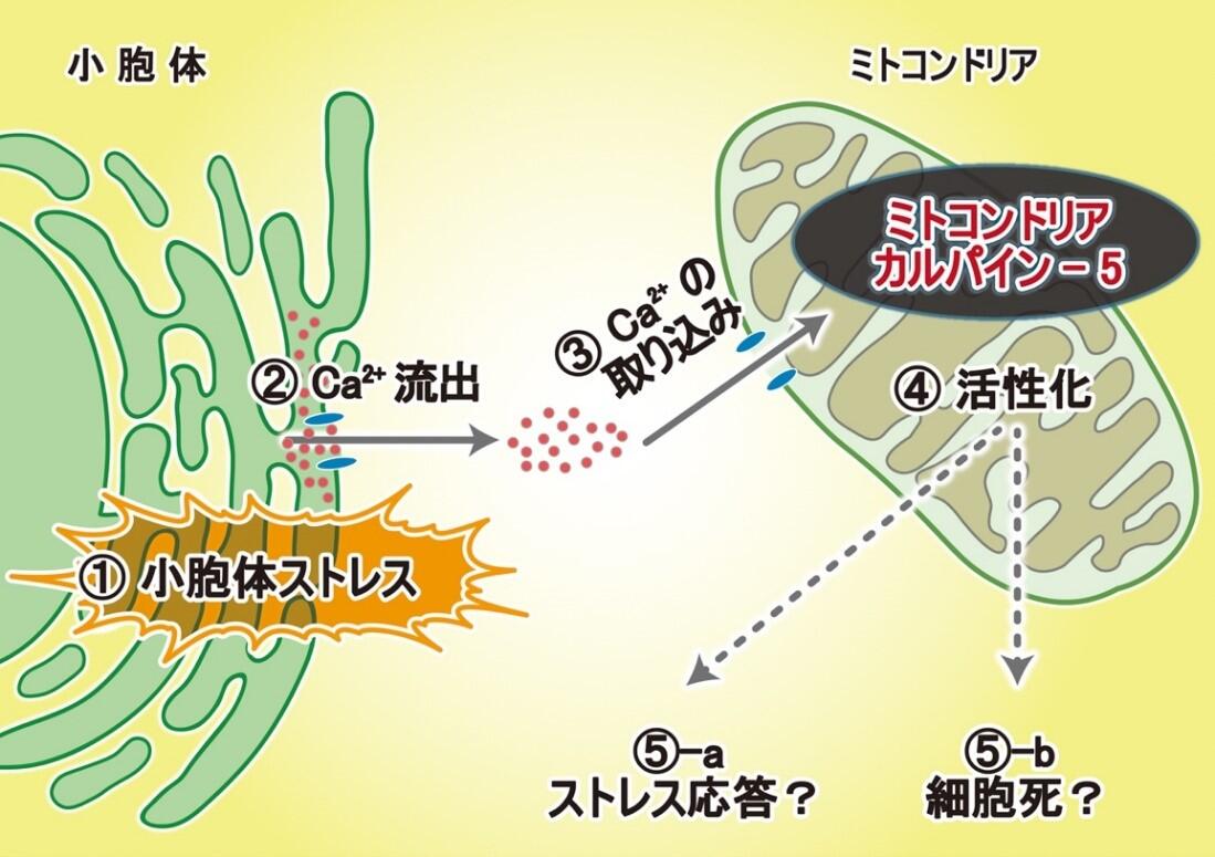 プレスリリース 小胞体ストレスにおけるミトコンドリア内カルパイン 5の活性化機構を解明 アルツハイマー病などの神経変性疾患治療薬の創出への期待 国立大学法人 岩手大学