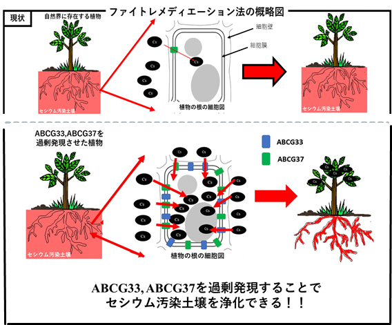 プレスリリース セシウムを効率的に取り込む植物タンパク質を世界で初めて同定 放射性セシウムで汚染された土壌を植物で浄化する手法の開発に前進 国立大学法人 岩手大学