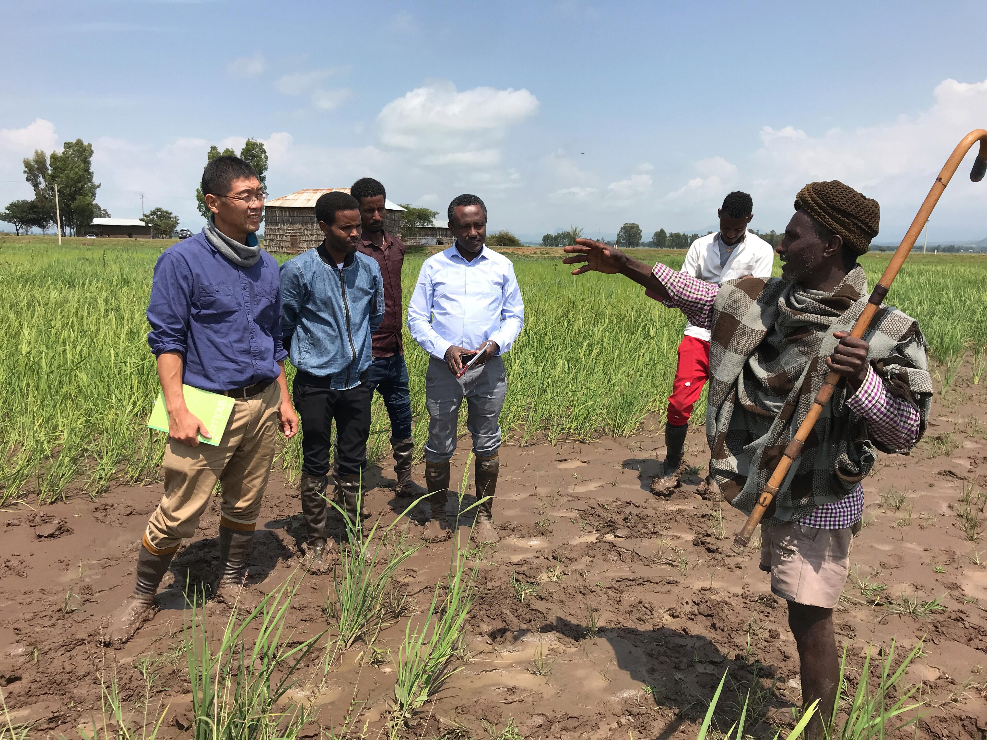 研究紹介 エチオピア在来イネの穂ばらみ期耐冷性の基準策定 アフリカの農業現場の最前線で 寒さに負けない 持続可能な食料生産に貢献 国立大学法人 岩手大学
