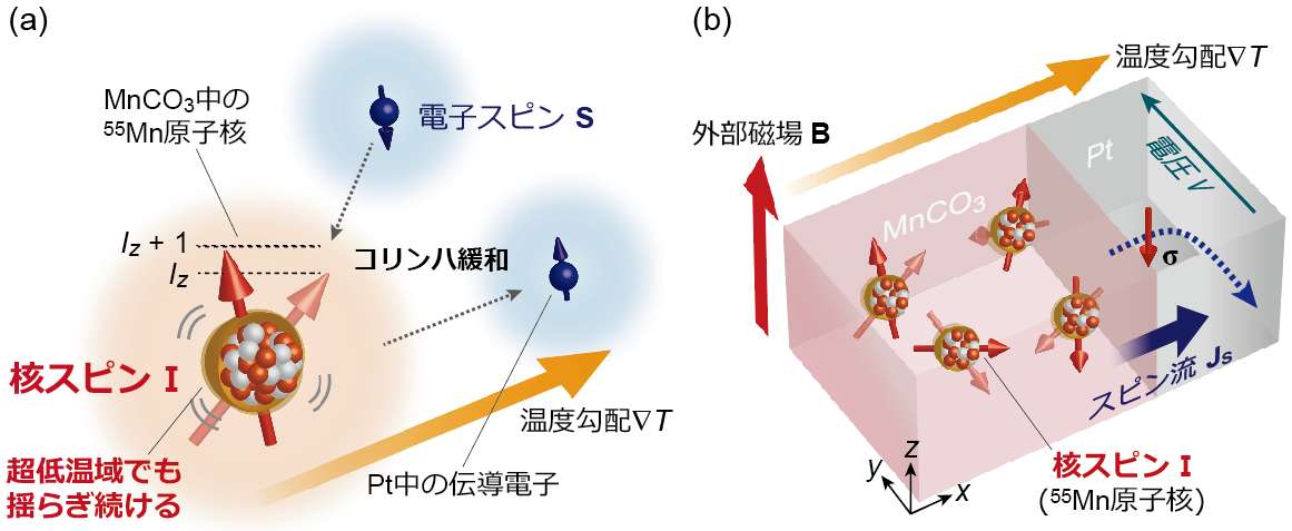 図２　核スピン、コリンハ緩和、核スピンゼーベック効果実験の模式図.png