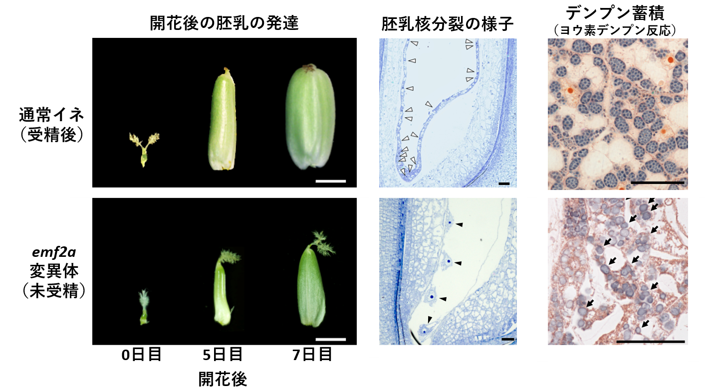 プレスリリース お米 イネ胚乳 の生長を制御する遺伝子を同定 受粉無しでデンプンを蓄積 国立大学法人 岩手大学