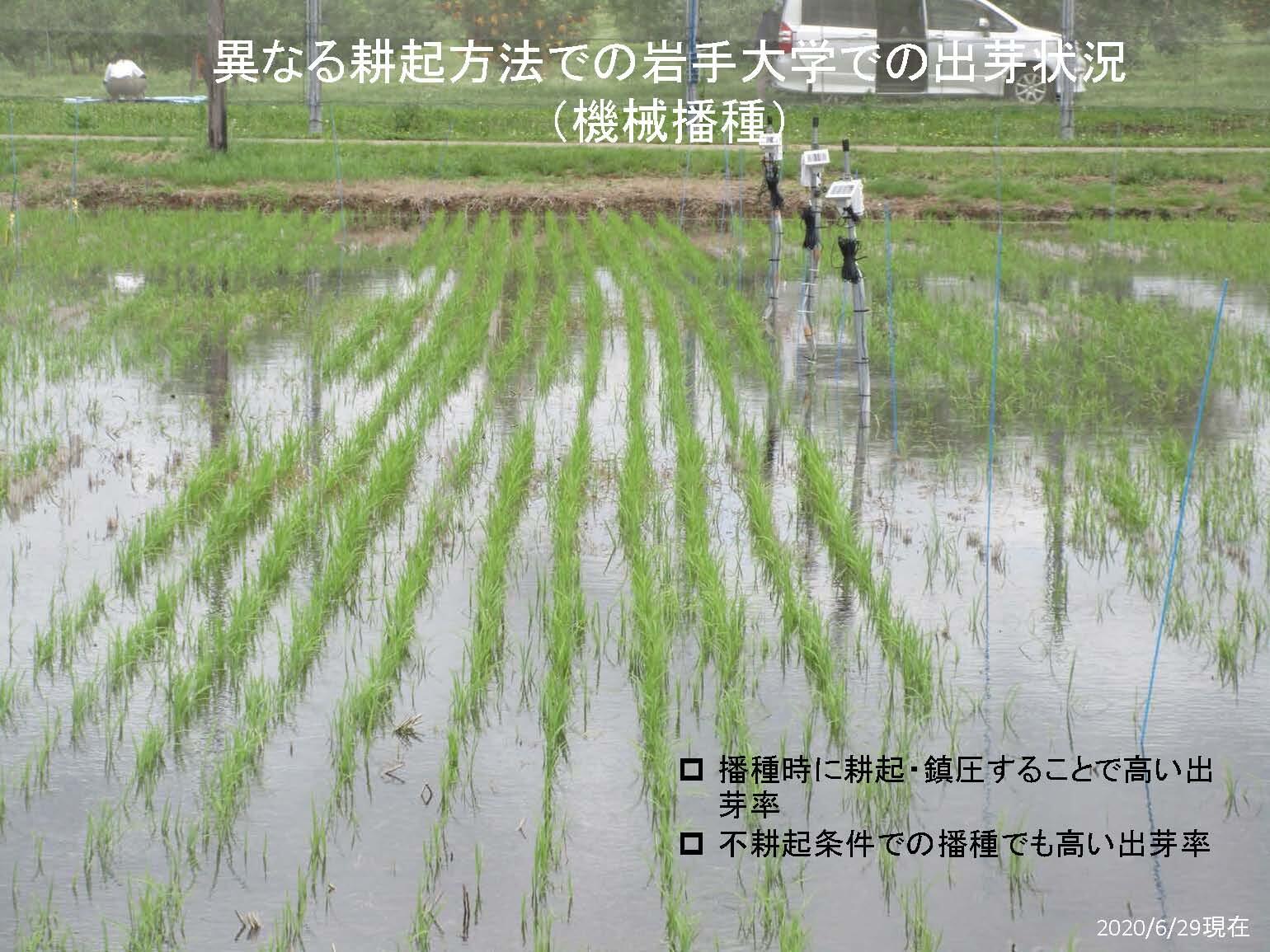 研究紹介 亜熱帯原産のイネを初冬に播く新技術の開発 8 27更新 国立大学法人 岩手大学